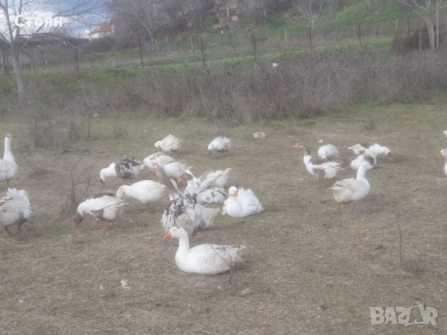 Яйца от гъски, снимка 7 - други­ - 53481077