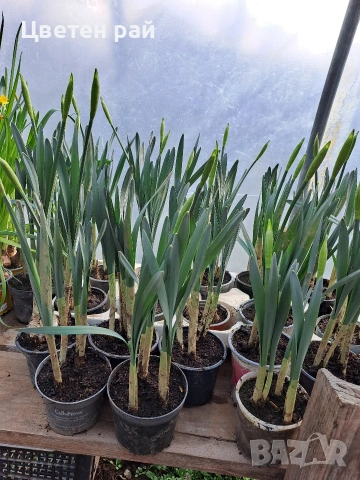 Нарциси в саксия с едри цветове , снимка 6 - Градински цветя и растения - 53658717