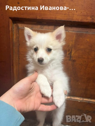 Померан-шпиц, снимка 4 - Померан - 54270376