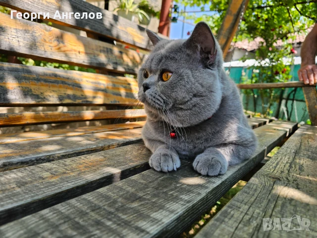 ЧИСТОКРЪВЕН МЪЖКИ БРИТАНЕЦ ЗА РАЗПЛОД, снимка 13 - Британска късокосместа - 48316235