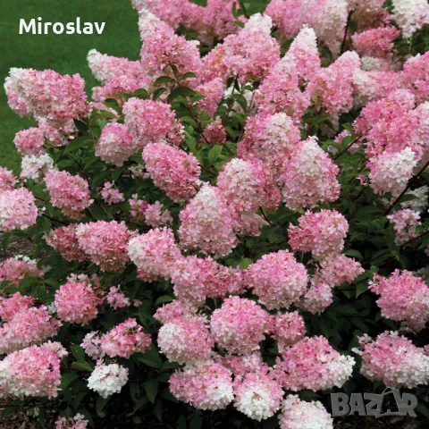 Хортензия Ванила Фрез(Ново), снимка 7 - Градински цветя и растения - 49846016