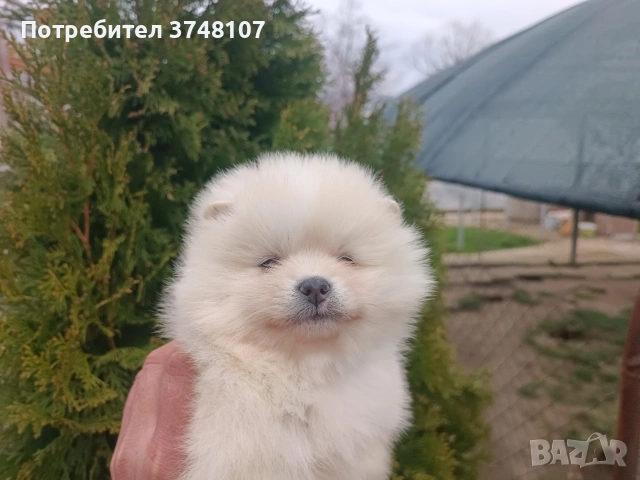 Померан / Померани , снимка 5 - Померан - 54029381