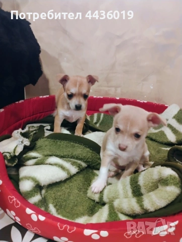 Чистокръвни пинчери, снимка 3 - Пинчер - 53637071