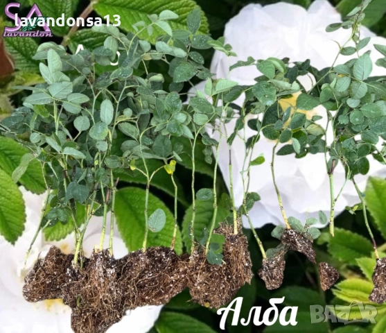 Разсад маслодайни рози, снимка 7 - Градински цветя и растения - 42641069