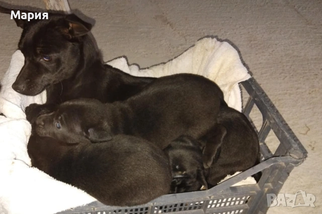 Пинчери , снимка 4 - Пинчер - 53275777