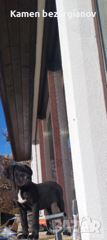 Кане Корсо Смолян , снимка 8 - Кане корсо - 52457759