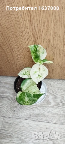 Епипремнум Манюла