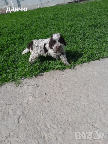 Lagotto Romagnolo, снимка 4 - Шпаньоли - 45942183