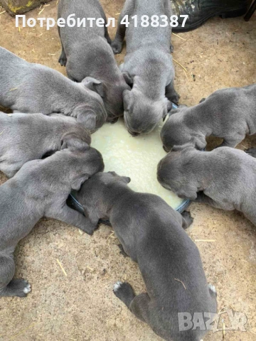 Кане Корсо, снимка 2 - Кане корсо - 53711826