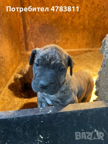 Perro de Presa Canario Дого канарио, снимка 2 - Други - 54044903