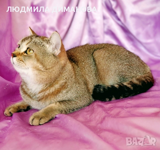 Шотландско мъжко с родословие , снимка 3 - Британска късокосместа - 52998142