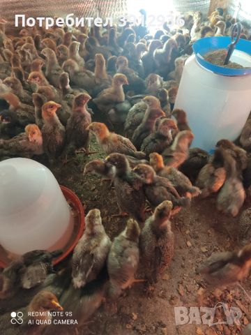 Найхубави пилета от Катунски кокошки.  От Кърджали, снимка 1 - Кокошки и пуйки - 45778605
