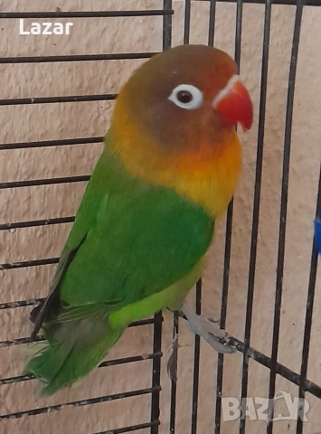 Продавам Неразделки