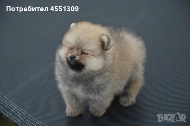 Померан мини