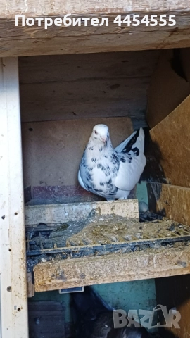 Гълъби 30 броя, снимка 12 - Гълъби - 52369901