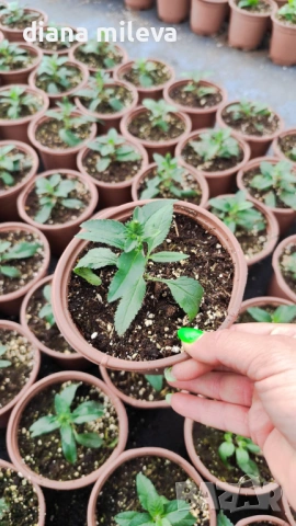 Вероника, Veronica spicata anniversary blue, снимка 9 - Градински цветя и растения - 54092358