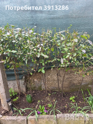 Храсти Лигуструм