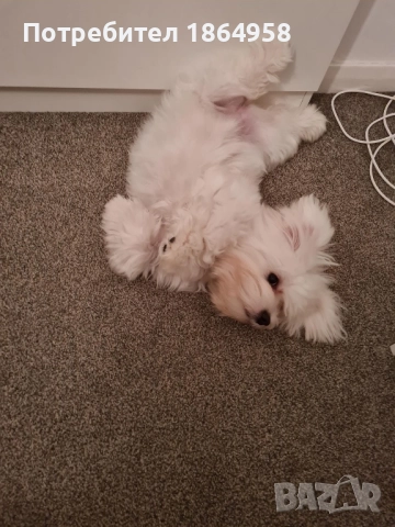 СУПЕР МИНИ МАЛТИЙСКА БОЛОНКА Доставка , снимка 9 - Болонка - 52098902