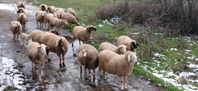 Свободни Овце и Кочове!