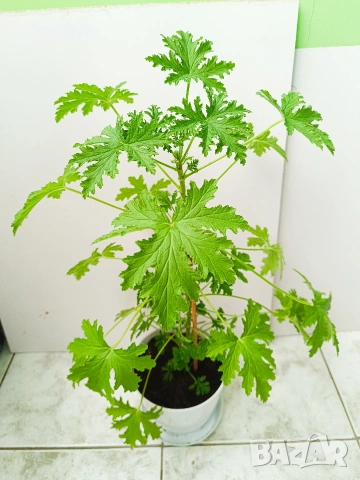 Сциндапсус, Бенджамин и други цветя 