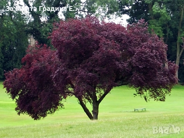 Червенолистна Слива, снимка 2 - Градински цветя и растения - 53619155