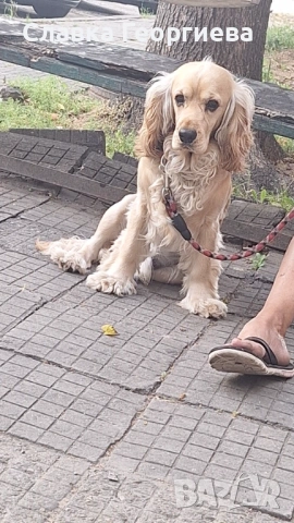 Английски Кокер шпаньол , снимка 2 - Търси партньор - 53963879