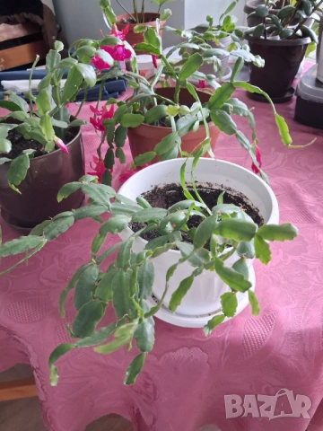 Стайни цветя - Коледничета - три саксии, снимка 4 - Стайни растения - 51444738