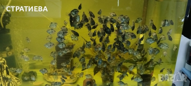 Цихлиди Син Папагал, снимка 3 - Рибки - 52932550