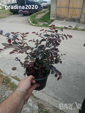 Лоропеталум/ Loropetalum - червен, снимка 7 - Разсади - 50963822