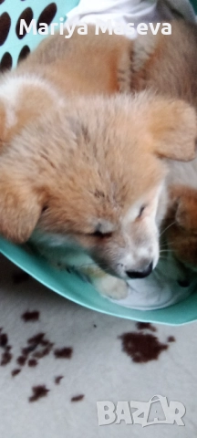 Кученца Акита, снимка 2 - Акита - 52672530