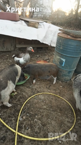 Виетнамски прасета