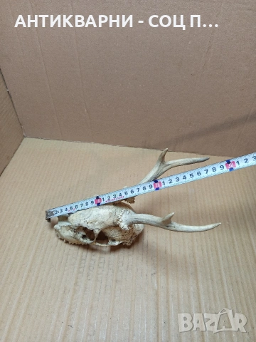Стар Сувенир Череп С Рога. НОМЕР 724., снимка 9 - Антикварни и старинни предмети - 53528201