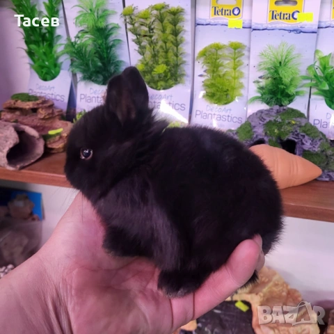 Декоративни зайчета