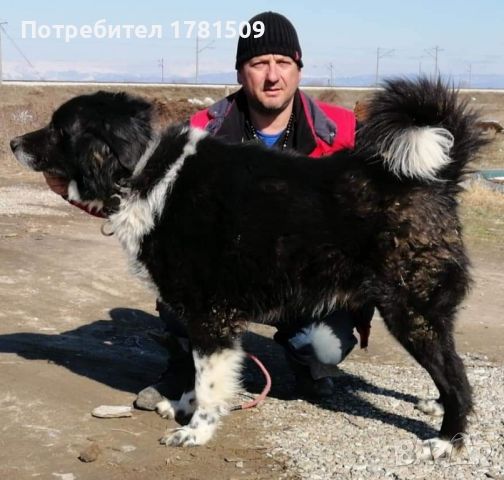 Български аборигенни овчарски кучета с дългогодишна славна история, снимка 5 - Каракачанска овчарка - 46200259