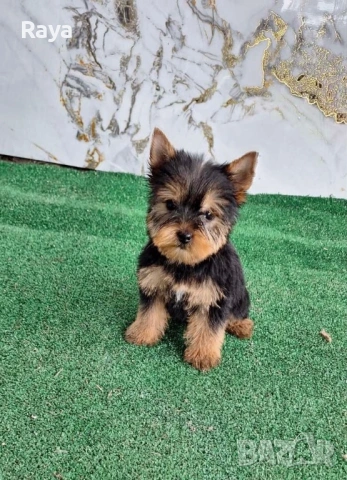 Йоркширски териер 