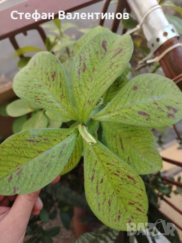 Еуфорбиякаучукова- саксийно растение. , снимка 8 - Градински цветя и растения - 51625139