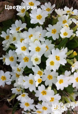 Иглика в саксия, зимоустойчиво и многогодишно растение 