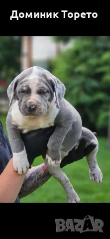 American bully xl, снимка 6 - Други - 46970498