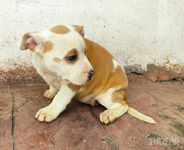 питбул, снимка 5 - Питбул - 53611149