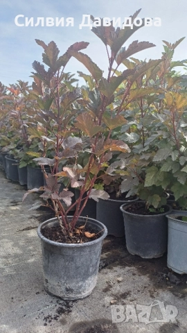 Физокарпус, снимка 5 - Градински цветя и растения - 51990472