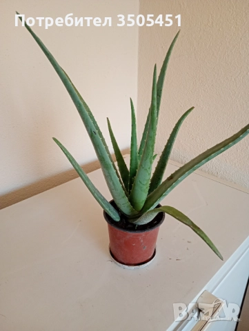Лечебно алое вера , снимка 3 - Стайни растения - 52409374