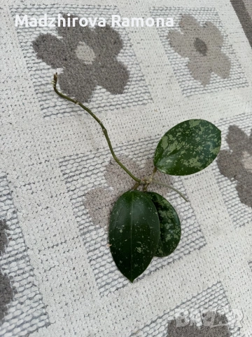 Parasitica heart shape 