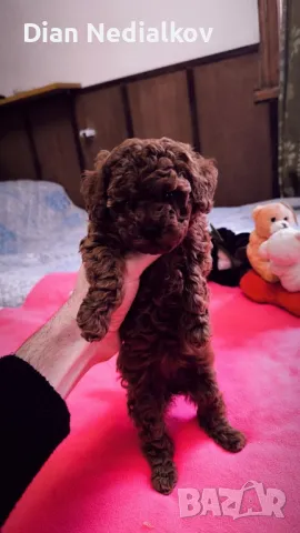 Той пуделче - родословни родители , снимка 3 - Пудели - 47659553