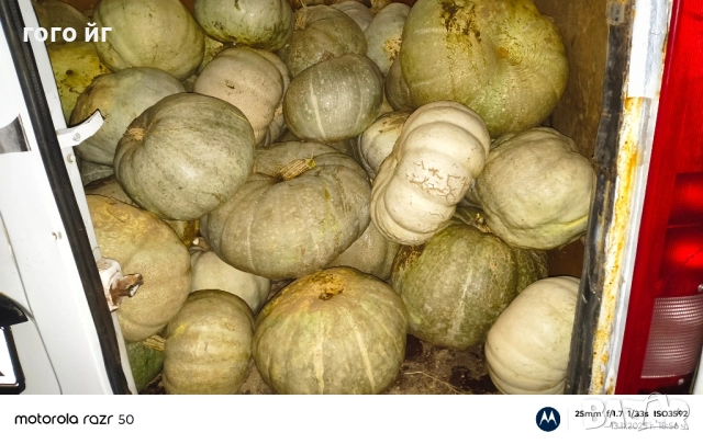 Тикви кестени бяли, снимка 3 - Домашни продукти - 52502247