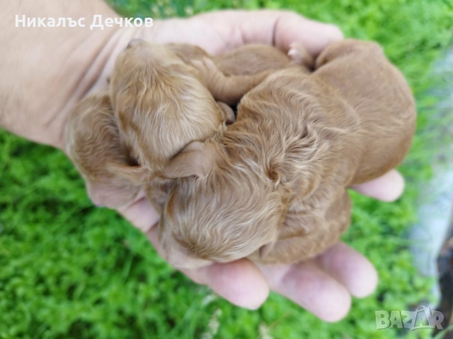 Tea Cup Пуделчета , снимка 3 - Пудели - 53537075
