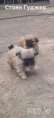  пекинезчета, снимка 2 - Пекинез - 53221818