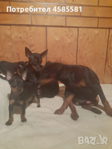 Чистокръвни немски пинери, снимка 5 - Пинчер - 52995417