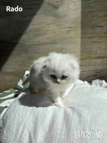 Клепоухи сребърни чинчили, снимка 7 - Чинчили - 54220677