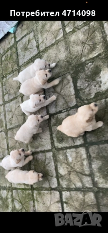 Бебета Лабрадори, снимка 2 - Лабрадор ретривър - 53302211