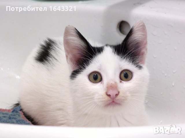 Малък сладур си търси дом (коте, котка), снимка 4 - Други - 52432213